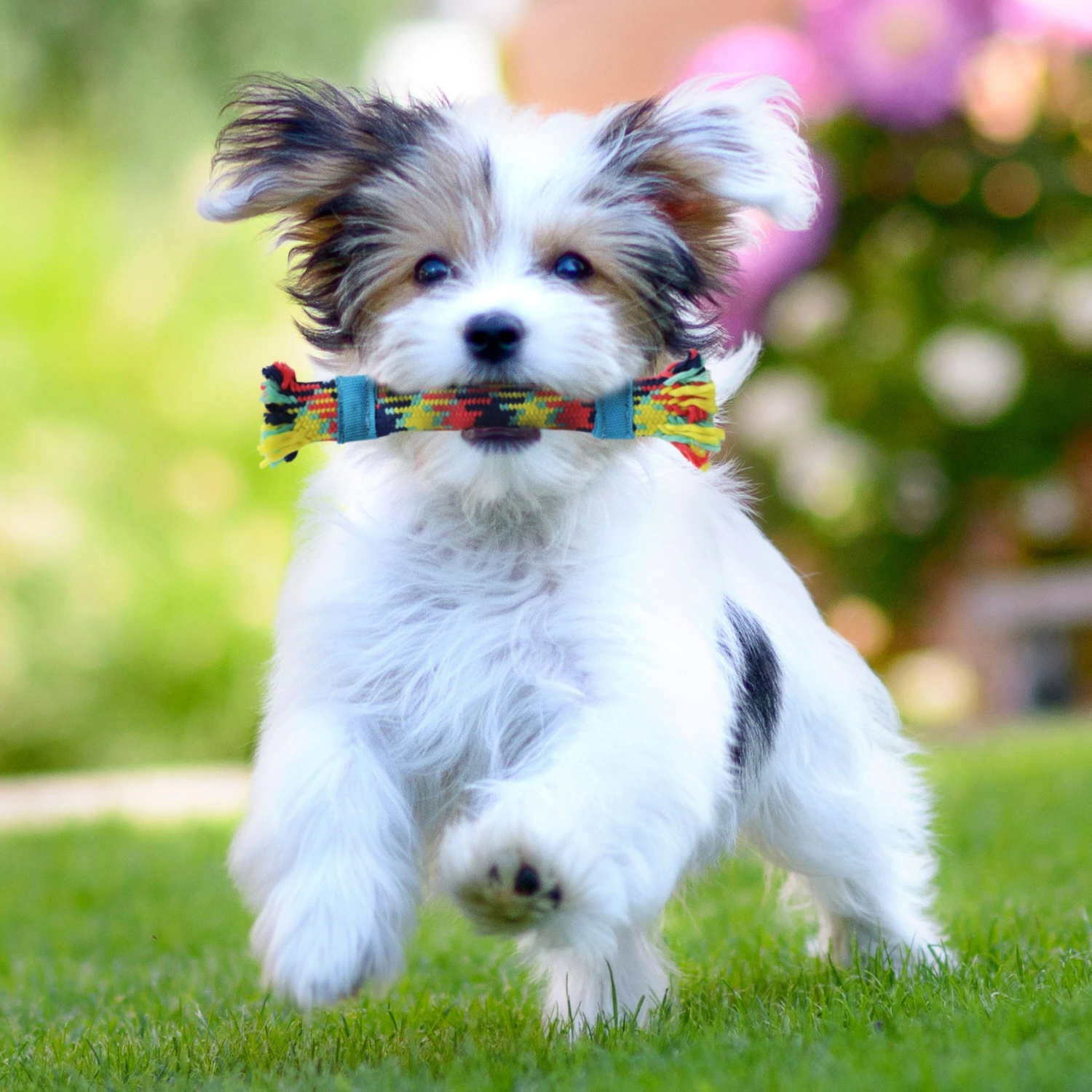 Rocket & Rex Not Just Your Plain Old Rope Dog Toy Set, 4 Count 4 Rocket & Rex Not Just Your Plain Old Rope Dog Toy Set, 4 Count - Image 2