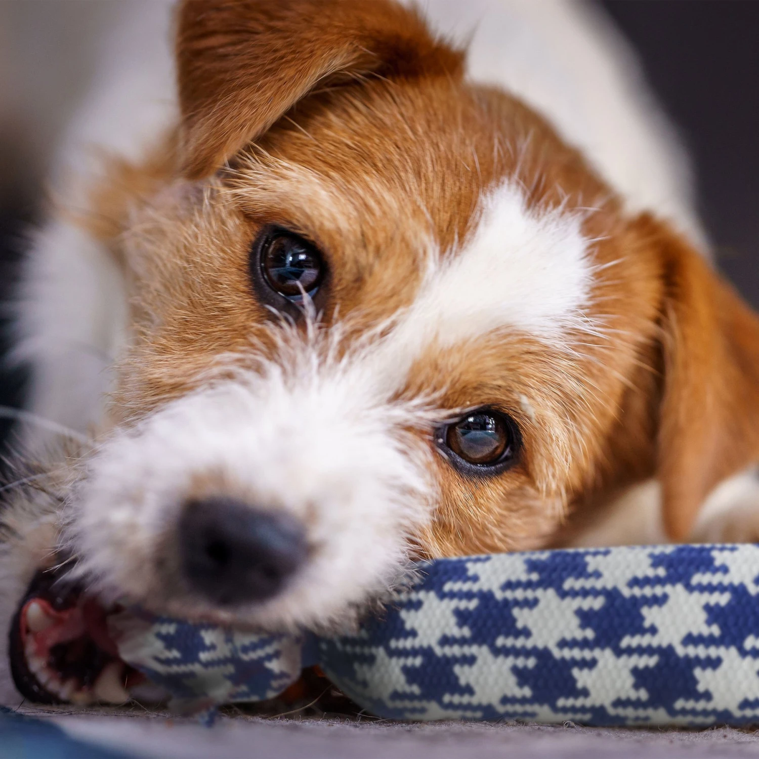 Rocket & Rex Not Just Your Plain Old Rope Dog Toy Set, 4 Count 6 Rocket & Rex Not Just Your Plain Old Rope Dog Toy Set, 4 Count - Image 4