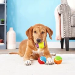 Frisco Fetch Squeaking Colorful Tennis Ball Dog Toy & Project Hive Pet Company Ball Dog Toy 14 Frisco Fetch Squeaking Colorful Tennis Ball Dog Toy & Project Hive Pet Company Ball Dog Toy -Pet Dog Toys 319024 PT3. AC SS1800 V1630550869