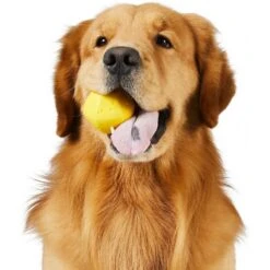 Frisco Fetch Squeaking Colorful Tennis Ball Dog Toy & Project Hive Pet Company Ball Dog Toy 16 Frisco Fetch Squeaking Colorful Tennis Ball Dog Toy & Project Hive Pet Company Ball Dog Toy -Pet Dog Toys 319024 PT5. AC SS1800 V1630560973