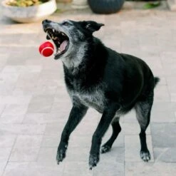 Playology Scented Squeaky Chew Ball Dog Toy & Playology Scented Squeaky Chew Ball Dog Toy -Pet Dog Toys 319558 PT4. AC SS1800 V1630626690