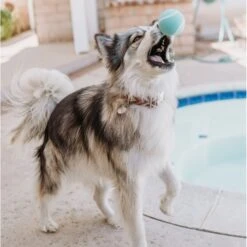 Playology Scented Squeaky Chew Ball Dog Toy & Playology Scented Squeaky Chew Ball Dog Toy -Pet Dog Toys 319558 PT8. AC SS1800 V1630625472