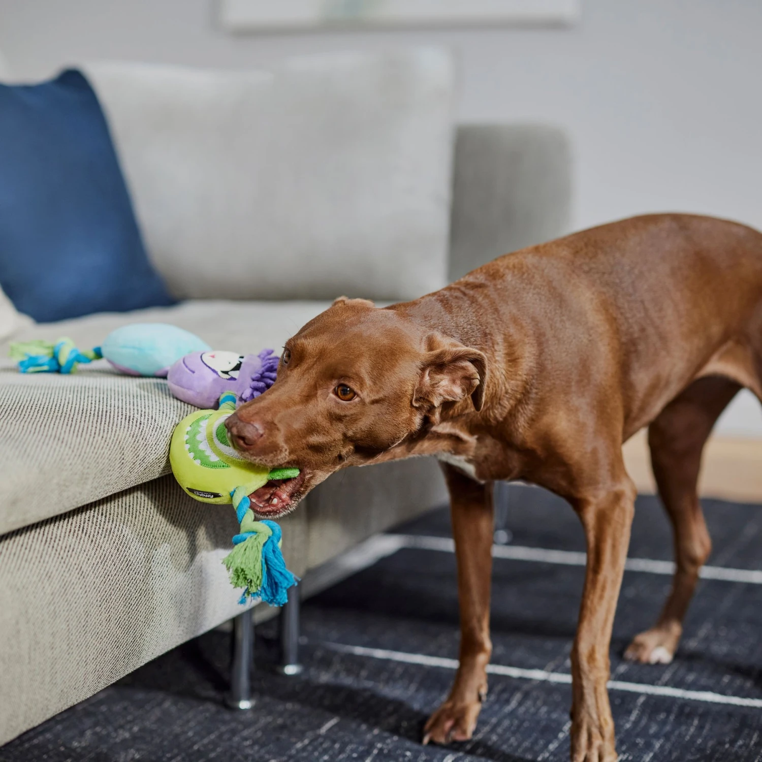 Pixar Monsters, Inc. Plush With Rope Squeaky Dog Toy 5 Pixar Monsters, Inc. Plush With Rope Squeaky Dog Toy - Image 3