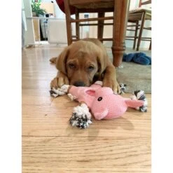 Territory 2-in-1 Farm Friends Dog Toys, 3 Count 11 Territory 2-in-1 Farm Friends Dog Toys, 3 Count -Pet Dog Toys 341844 PT5. AC SS1800 V1634831853