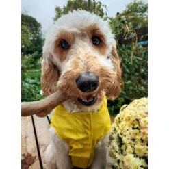 Nylabone Gourmet Style Strong Chew Dog Chew Toy Bundle, Bacon & Peanut Butter 13 Nylabone Gourmet Style Strong Chew Dog Chew Toy Bundle, Bacon & Peanut Butter -Pet Dog Toys 344034 PT2. AC SS1800 V1674160765