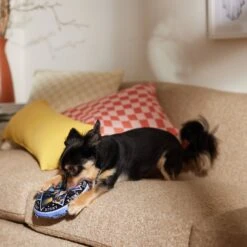 Disney Halloween Hocus Pocus Amuck Round Plush Squeaky Dog Toy 8 Disney Halloween Hocus Pocus Amuck Round Plush Squeaky Dog Toy -Pet Dog Toys 344457 PT3. AC SS1800 V1659124399