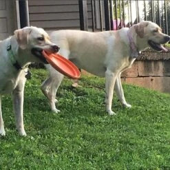 SodaPup Bottle Top Rubber Flying Disk Dog Toy -Pet Dog Toys 346939 PT7. AC SS1800 V1638404244