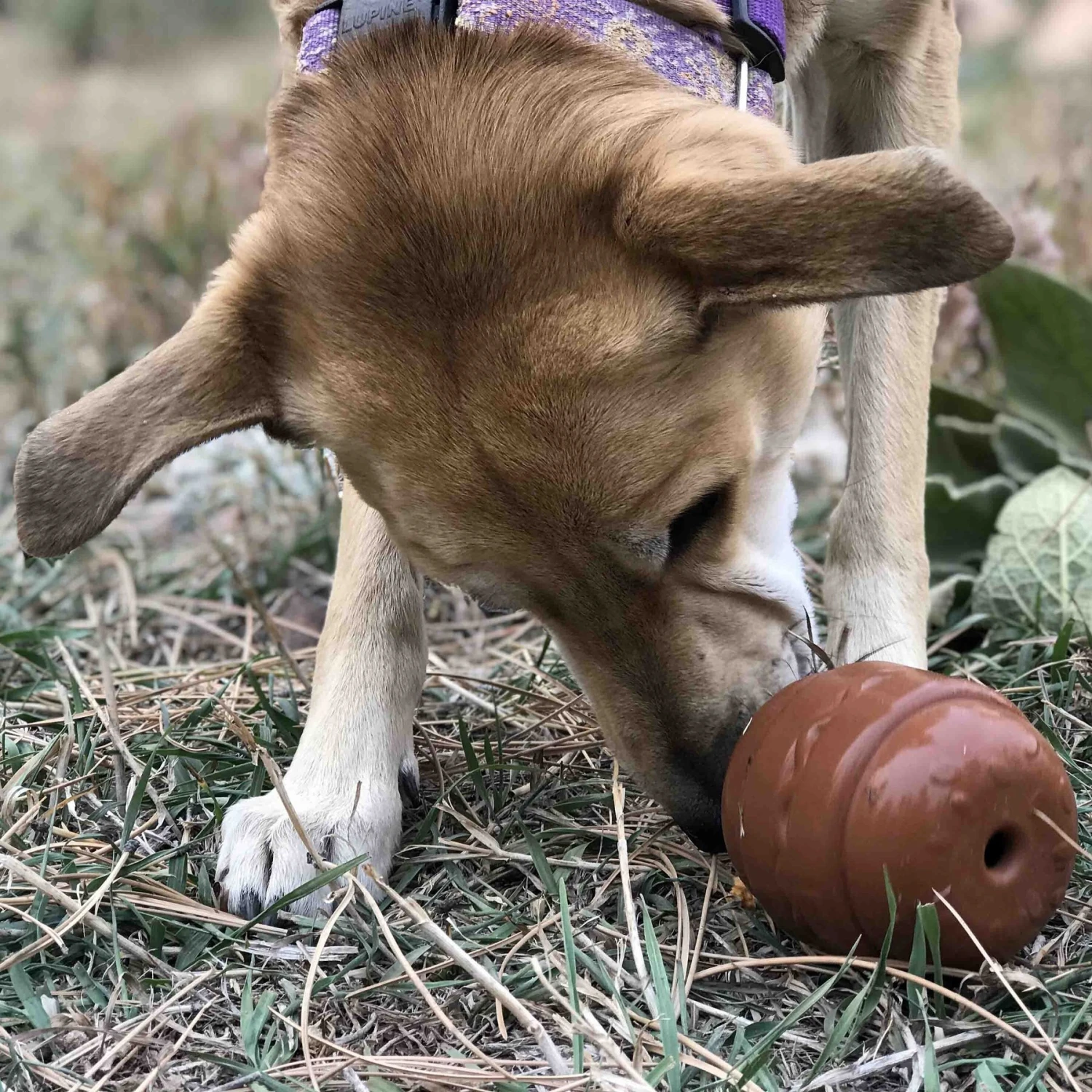 SodaPup Hamburger Rubber Treat Dispenser Dog Toy 9 SodaPup Hamburger Rubber Treat Dispenser Dog Toy - Image 7