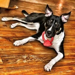 SodaPup Nylon Diamond Teething Ring Chew Dog Toy -Pet Dog Toys 347046 PT2. AC SS1800 V1638339423