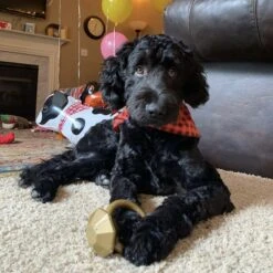 SodaPup Nylon Diamond Teething Ring Chew Dog Toy -Pet Dog Toys 347046 PT4. AC SS1800 V1638340375