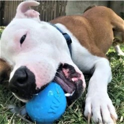 SodaPup TPE Wag Ball Chew & Retrieving Toy -Pet Dog Toys 347131 PT5. AC SS1800 V1638336986