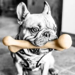 Pet Qwerks Small Holiday Gift Box Dog Toy 10 Pet Qwerks Small Holiday Gift Box Dog Toy -Pet Dog Toys 369010 PT2. AC SS1800 V1675870593