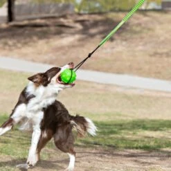 Jolly Pets Tree Tugger Rope Tug Dog Toy -Pet Dog Toys 528366 PT4. AC SS1800 V1657658561