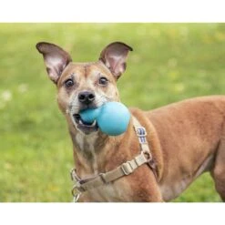 Roscoe's Pet Products Natural Rubber Refillable Dog Treat Toy -Pet Dog Toys 529702 PT3. AC SS1800 V1652742984