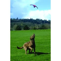 Chuckit! Flying Squirrel Dog Toy, Color Varies -Pet Dog Toys 53222 PT2. AC SS1800 V1602325859