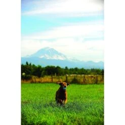 Chuckit! The Whistler Ball Dog Toy, Color Varies 13 Chuckit! The Whistler Ball Dog Toy, Color Varies -Pet Dog Toys 53238 PT4. AC SS1800 V1531445553