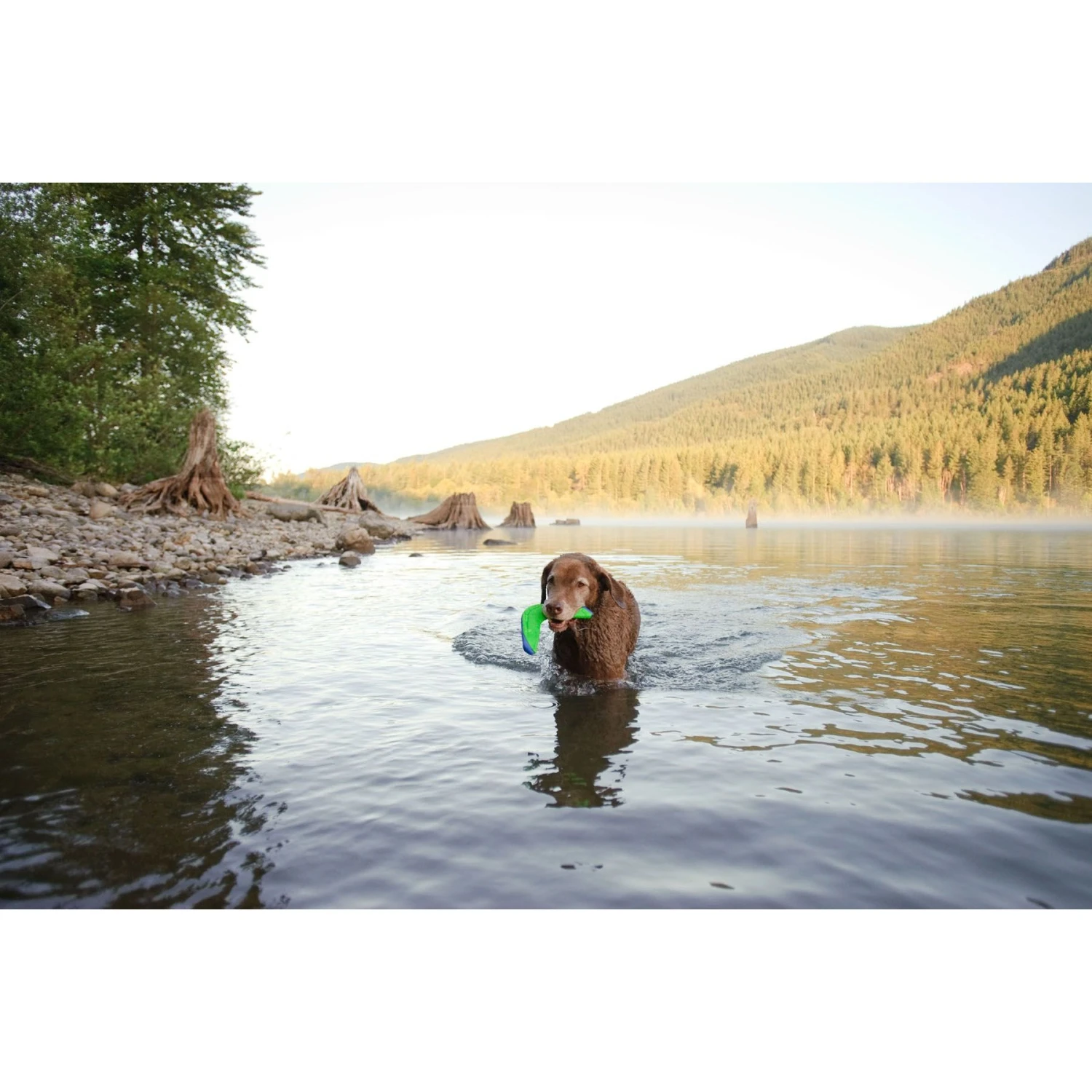 Chuckit! Amphibious Boomerang Dog Toy, Color Varies 6 Chuckit! Amphibious Boomerang Dog Toy, Color Varies - Image 4