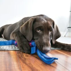 KONG Tugga Wubba Dog Toy, Color Varies -Pet Dog Toys 53461 PT4. AC SS1800 V1558554474