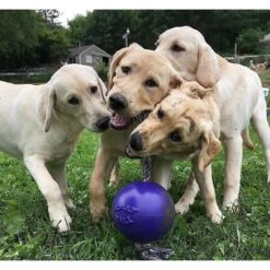 Jolly Pets Romp-n-Roll Dog Toy -Pet Dog Toys 53658 PT1. AC SS1800 V1629242768