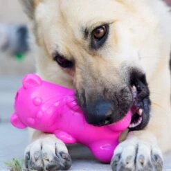 Ruff Dawg Gummy Bear Treat Dispenser Dog Toy, Color Varies -Pet Dog Toys 53877 PT2. AC SS1800 V1602290161