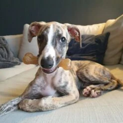 Nylabone Puppy Starter Pack Triple Starter Pack 14 Nylabone Puppy Starter Pack Triple Starter Pack -Pet Dog Toys 54226 PT3. AC SS1800 V1693418759