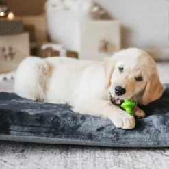 Benebone Multipack Durable Dog Chew Toy, 4 Count -Pet Dog Toys 571878 PT3. AC SS1800 V1672433007