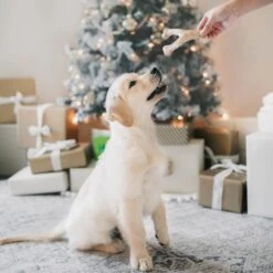 Benebone Multipack Durable Dog Chew Toy, 4 Count -Pet Dog Toys 571878 PT4. AC SS1800 V1672433007