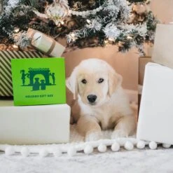 Benebone Multipack Durable Dog Chew Toy, 4 Count -Pet Dog Toys 571878 PT5. AC SS1800 V1672433006