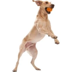 West Paw Zogoflex Jive Tough Ball Dog Toy -Pet Dog Toys 58041 PT5. AC SS1800 V1521841130