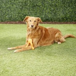 West Paw Zogoflex Tizzi Treat Dispensing Dog Chew Toy -Pet Dog Toys 58067 PT5. AC SS1800 V1531558030