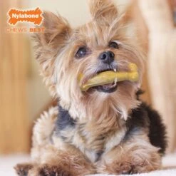 Nylabone FlexiChew Moderate Dog Chew Toys Triple Pack Variety -Pet Dog Toys 59243 PT7. AC SS1800 V1685647195