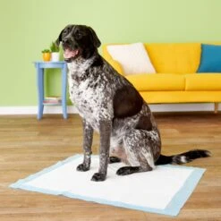 Four Paws Wee-Wee Superior Performance Dog Pee Pads & Nylabone Puppy Chew Variety Toy & Treat Triple Pack -Pet Dog Toys 609534 PT4. AC SS1800 V1660403162