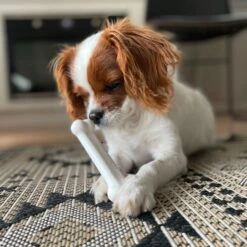 Four Paws Wee-Wee Superior Performance Dog Pee Pads & Nylabone Puppy Chew Variety Toy & Treat Triple Pack -Pet Dog Toys 609534 PT8. AC SS1800 V1660403216