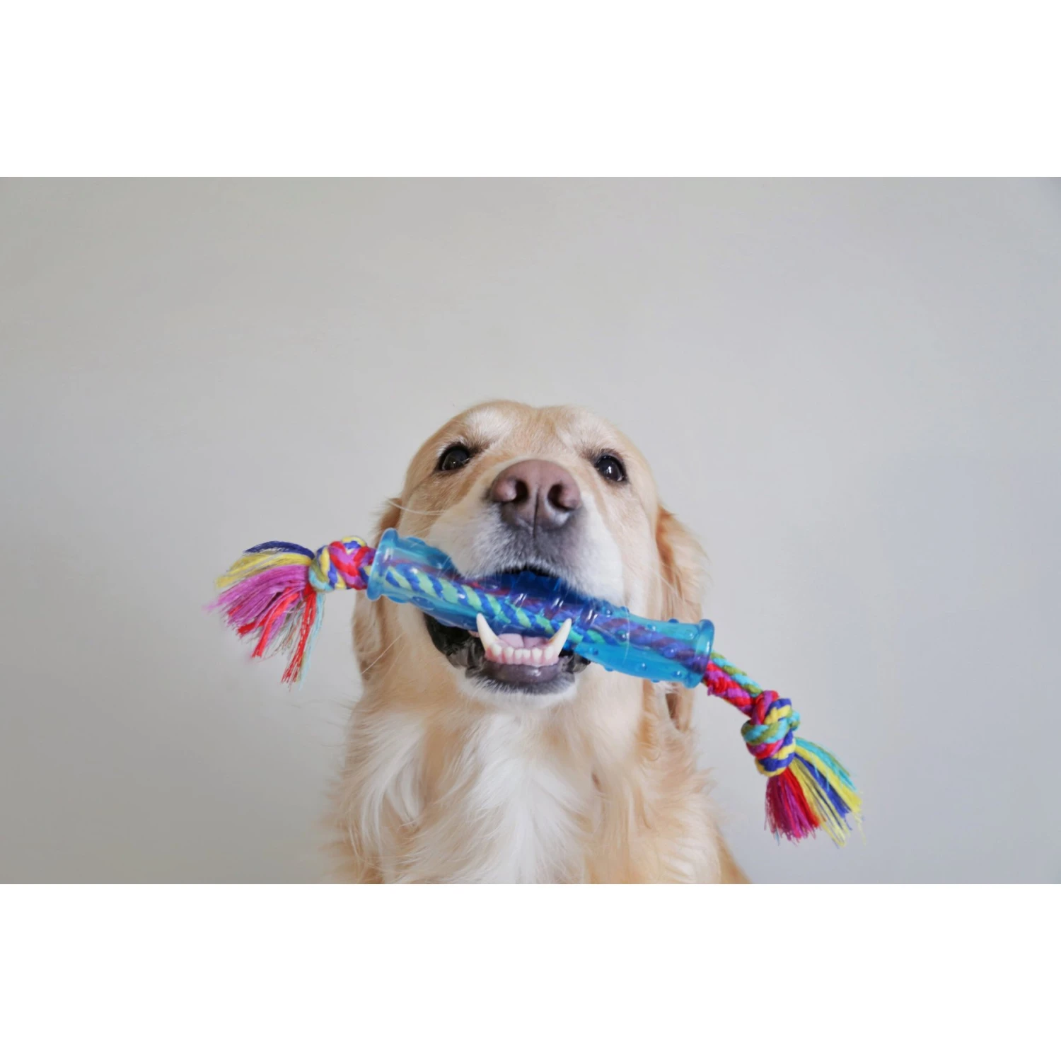 Petstages Orka Stick Tough Dog Chew Toy 5 Petstages Orka Stick Tough Dog Chew Toy - Image 3