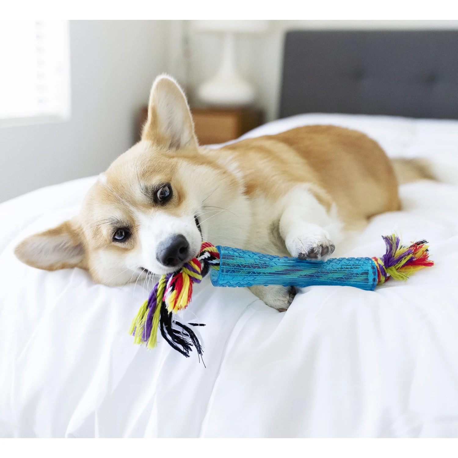 Petstages Orka Stick Tough Dog Chew Toy 6 Petstages Orka Stick Tough Dog Chew Toy - Image 4