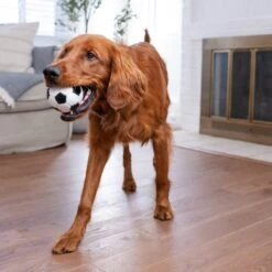 Planet Dog Orbee-Tuff Sport Soccer Ball Tough Dog Chew Toy -Pet Dog Toys 62290 PT5. AC SS1800 V1646765189