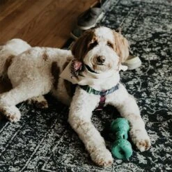 Himalayan Pet Supply Jughead Slim Chew Guardian Chew Smarter Chew Longer Dog Toy, Green, Medium -Pet Dog Toys 641062 PT7. AC SS1800 V1665607485