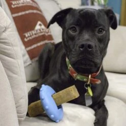 Himalayan Pet Supply Bonehead Chew Guardian Chew Smarter & Longer Dog Toy -Pet Dog Toys 641086 PT7. AC SS1800 V1665603835