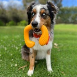 Nylabone Creative Play C-Shuu Interactive Exercise Dog Toy -Pet Dog Toys 665654 PT2. AC SS1800 V1679081955