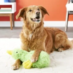 Multipet Duckworth Webster Squeaky Plush Dog Toy, Color Varies -Pet Dog Toys 68034 PT1. AC SS1800 V1530544055