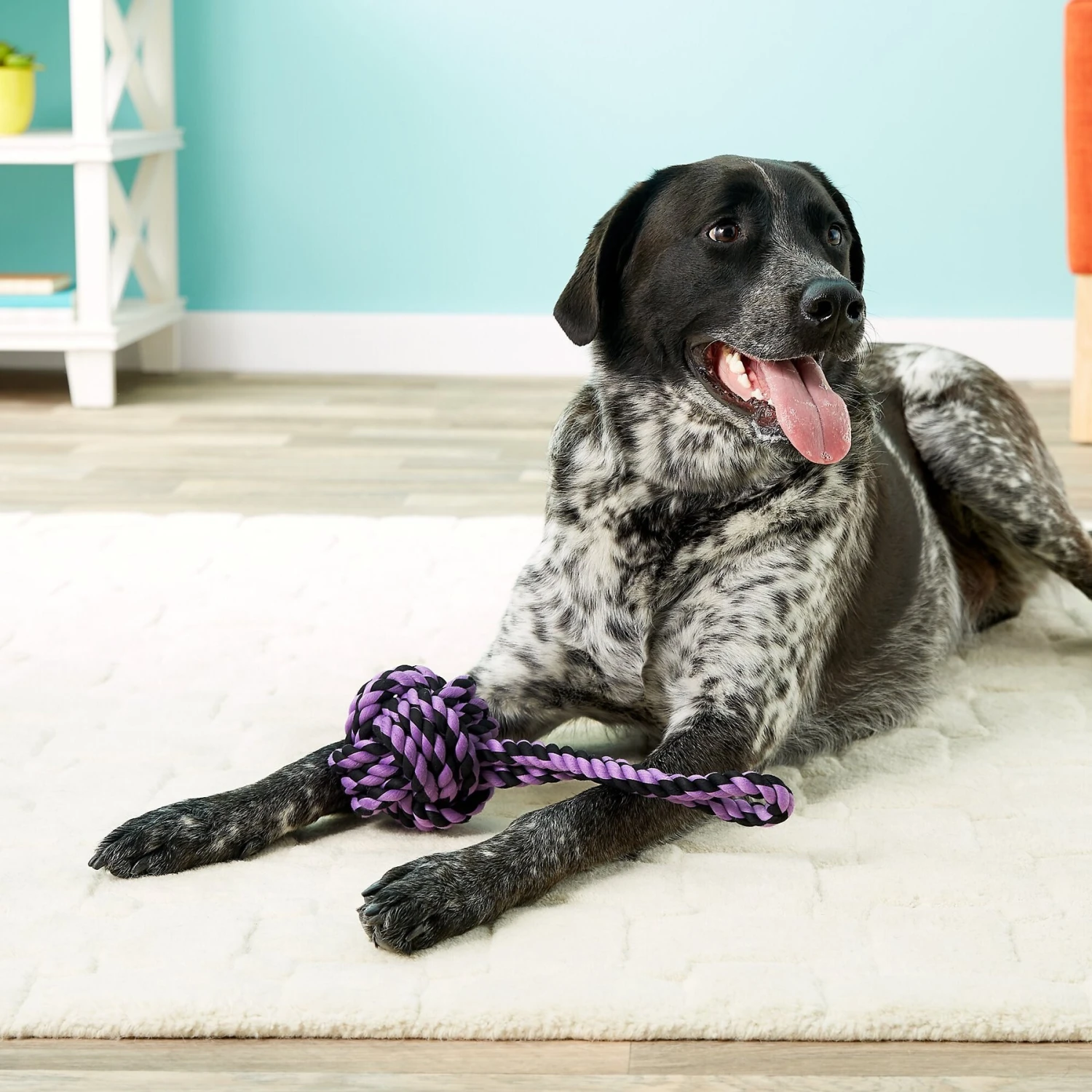 Multipet Nuts For Knots Heavy Duty Rope With Tug Dog Toy, Color Varies 6 Multipet Nuts For Knots Heavy Duty Rope With Tug Dog Toy, Color Varies - Image 4