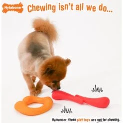 Nylabone Creative Play Stik-GO & C-Shuu Interactive Dog Toy Bundle -Pet Dog Toys 684894 PT2. AC SS1800 V1679081584