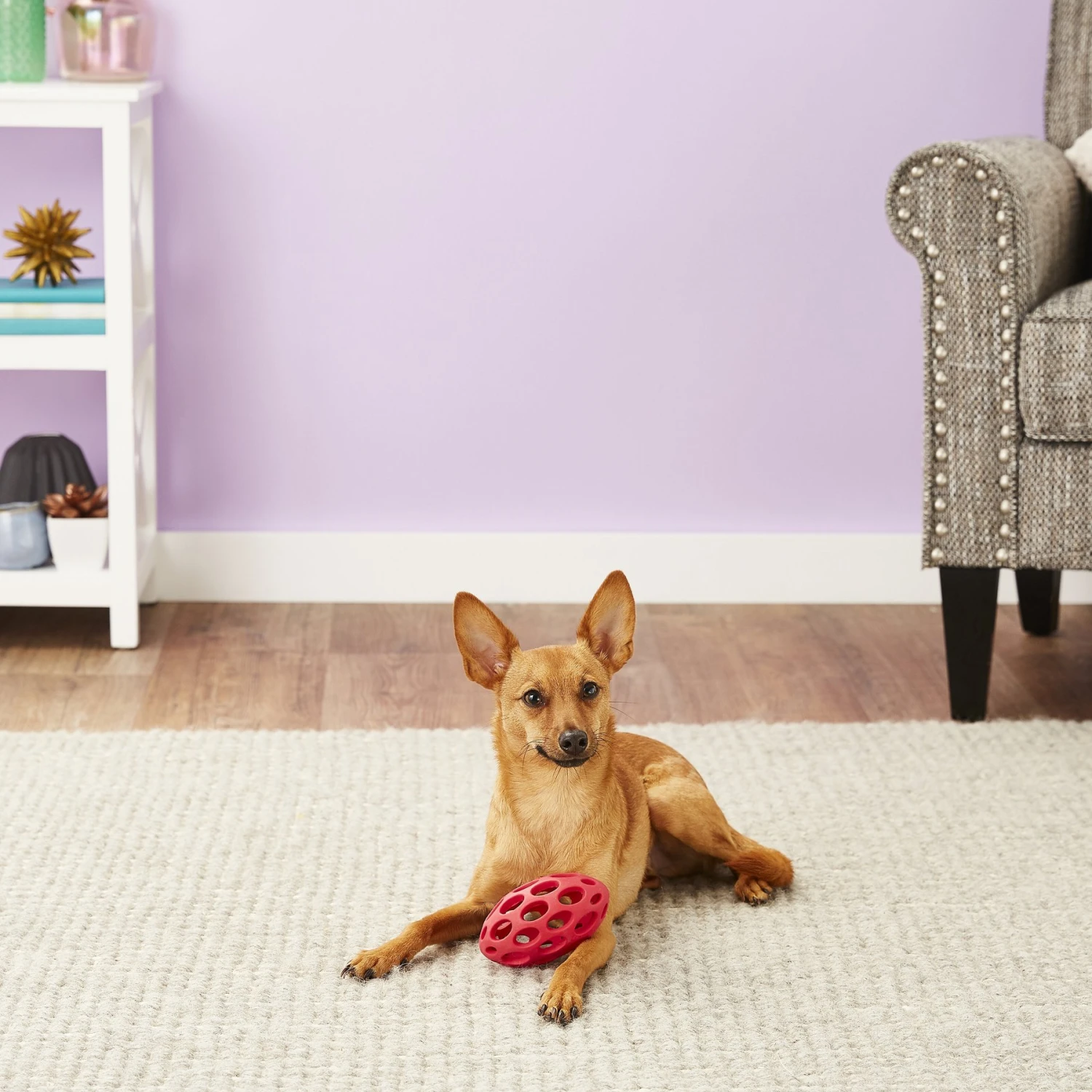 JW Pet Hol-ee Football Dog Toy, Color Varies 4 JW Pet Hol-ee Football Dog Toy, Color Varies - Image 2