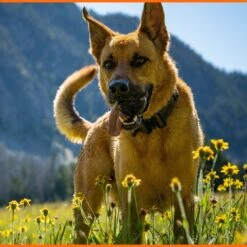 Monster K9 Dog Toys Ultra Durable Dog Ball, Black 13 Monster K9 Dog Toys Ultra Durable Dog Ball, Black -Pet Dog Toys 711358 PT4. AC SS1800 V1668809678