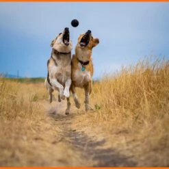 Monster K9 Dog Toys Ultra Durable Dog Ball, Black 14 Monster K9 Dog Toys Ultra Durable Dog Ball, Black -Pet Dog Toys 711358 PT5. AC SS1800 V1668809678