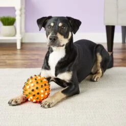 Ethical Pet Gumdrop Ball Squeaky Dog Chew Toy, Color Varies -Pet Dog Toys 71352 PT7. AC SS1800 V1527093215