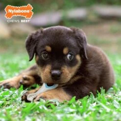 Nylabone Puppy Power Chew Knuckle Bone & Pop-In Puppy Treat Toy Combo -Pet Dog Toys 737846 PT2. AC SS1800 V1672935651