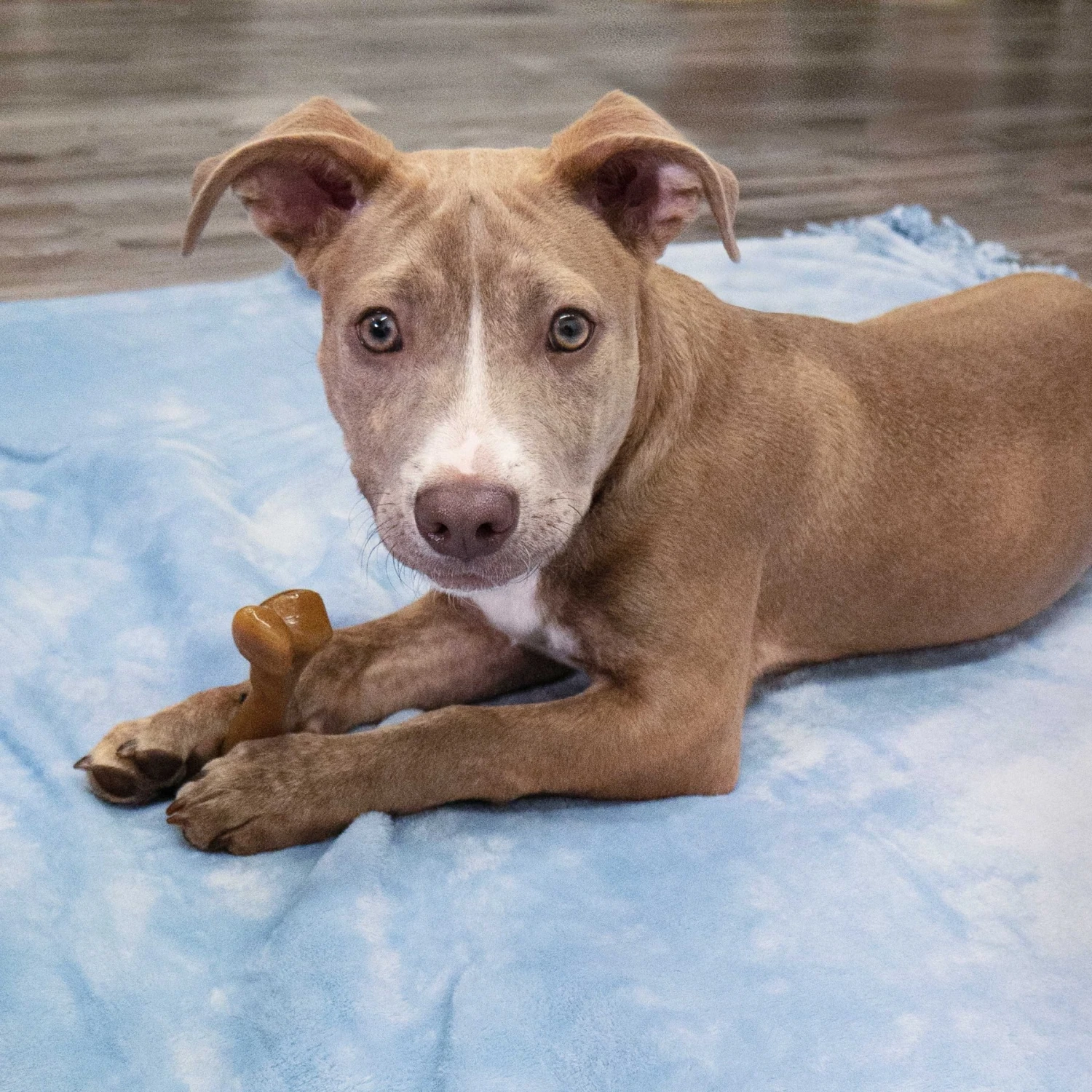 Nylabone Puppy Gourmet Style Strong Chew Femur Bacon Flavored Dog Toy, Brown, Small 4 Nylabone Puppy Gourmet Style Strong Chew Femur Bacon Flavored Dog Toy, Brown, Small - Image 2