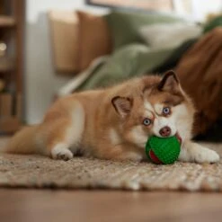 Frisco Holiday Fetch Squeaky Tennis Ball With Rubber Sleeve Dog Toy 9 Frisco Holiday Fetch Squeaky Tennis Ball With Rubber Sleeve Dog Toy -Pet Dog Toys 739686 PT3. AC SS1800 V1694812401