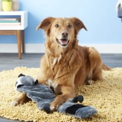 Hyper Pet Super Squeaker Raccoon Critter Skinz Dog Toy -Pet Dog Toys 80117 PT6. AC SS1800 V1531515744